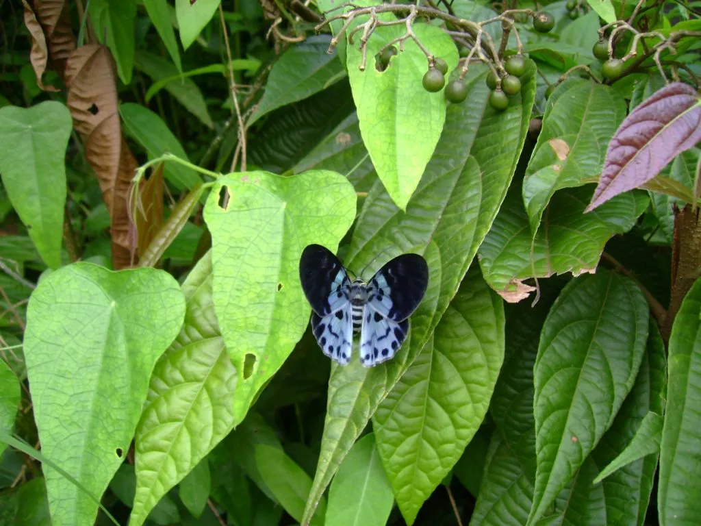 butterfly-55_3081919347_o