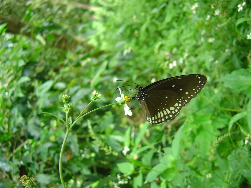 butterfly-56_3082756824_o