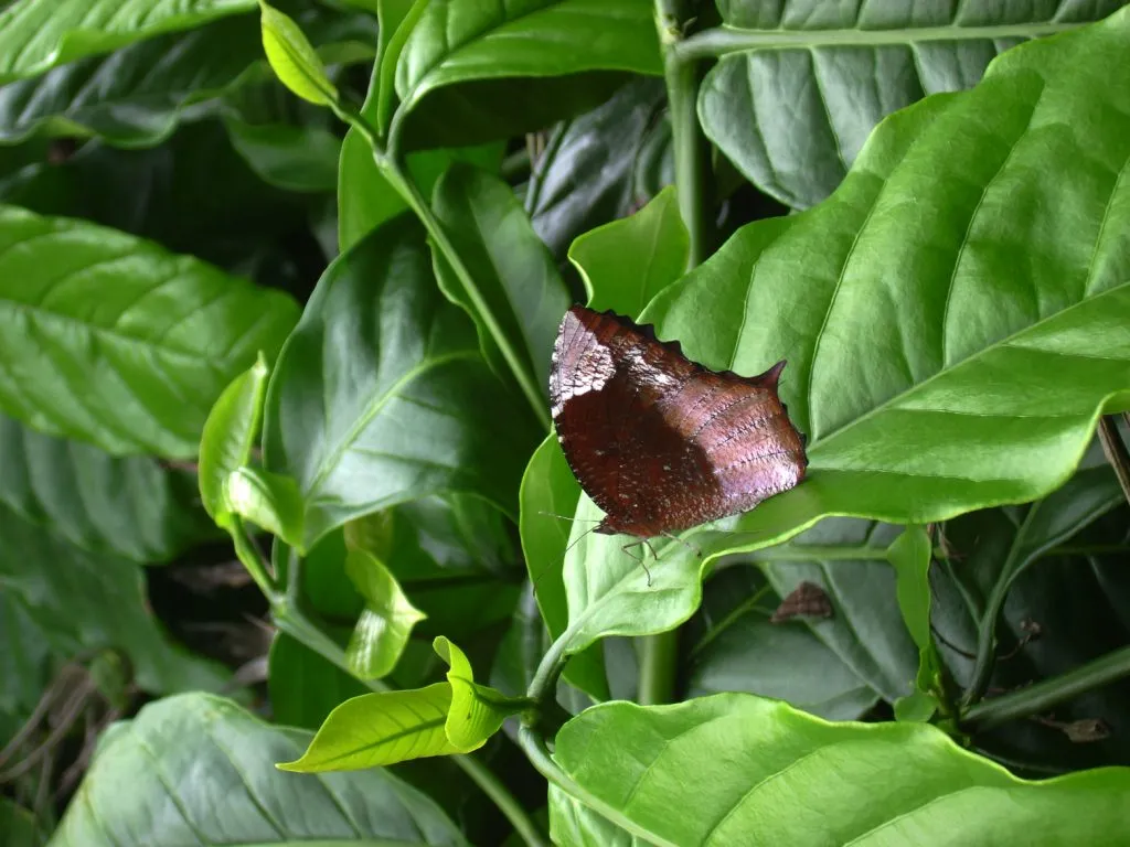 butterfly-57_3082761046_o