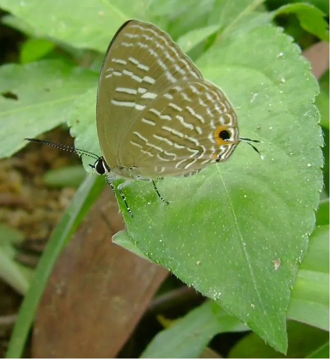 butterfly-58_3082766042_o