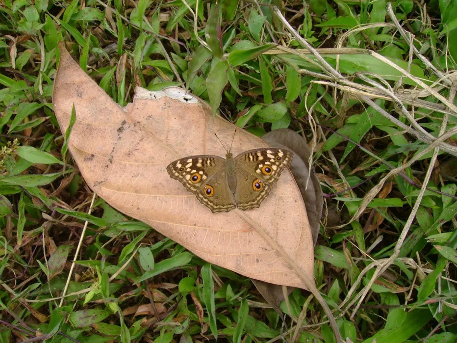 butterfly-59_3081925609_o