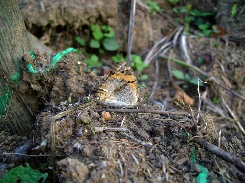 butterfly-61_3082761516_o
