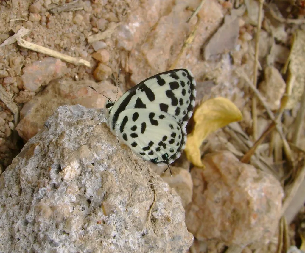 butterfly-62_3081924863_o
