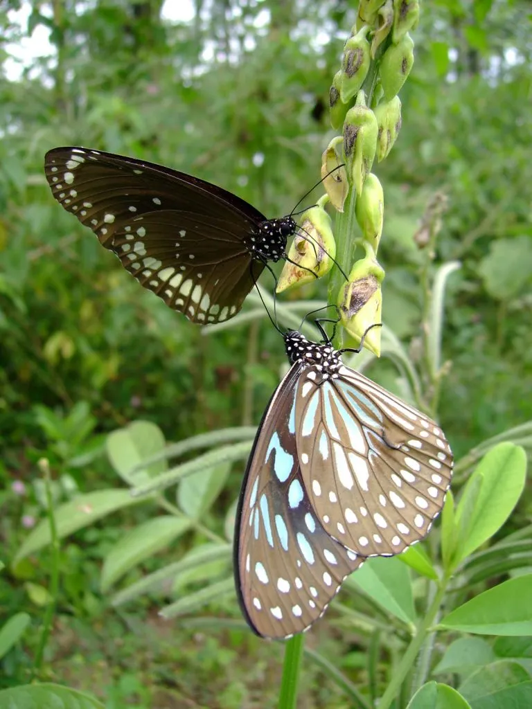 butterfly-63_3081924427_o