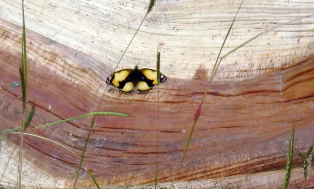 butterfly-65_3081925071_o