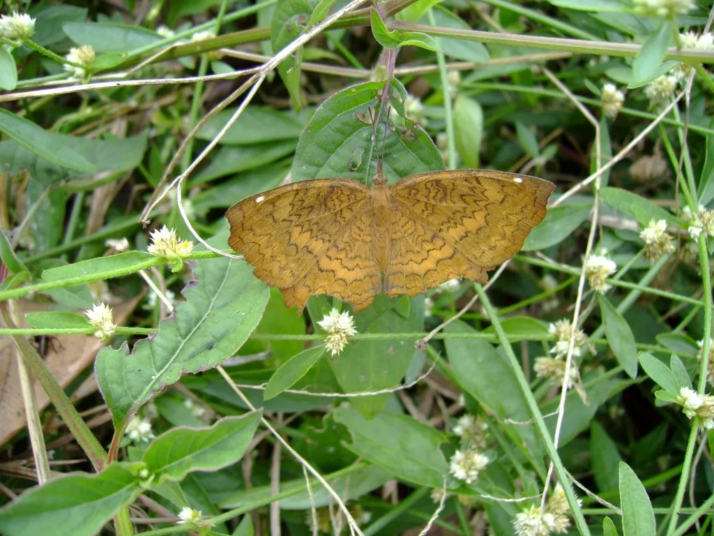 butterfly-66_3081922725_o