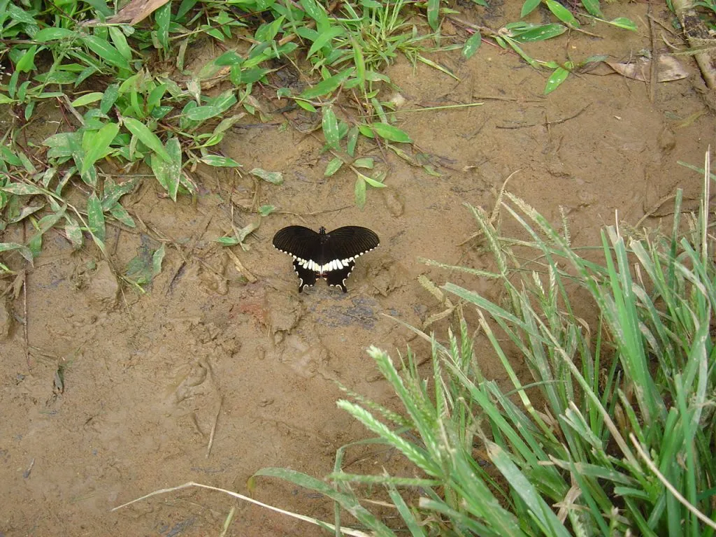 butterfly-68_3081917931_o