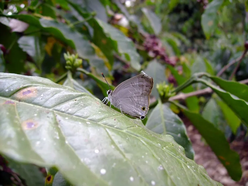 butterfly-69_3082764758_o