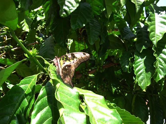 butterfly-70_3081927183_o