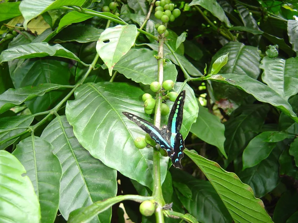 butterfly-71_3082757354_o