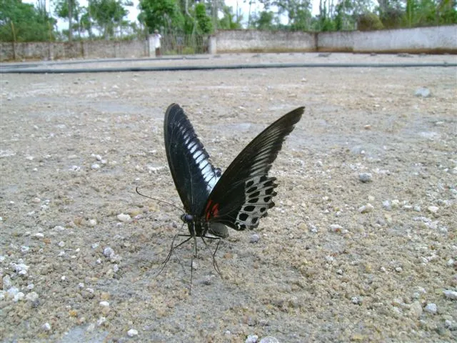butterfly-72_3082765638_o