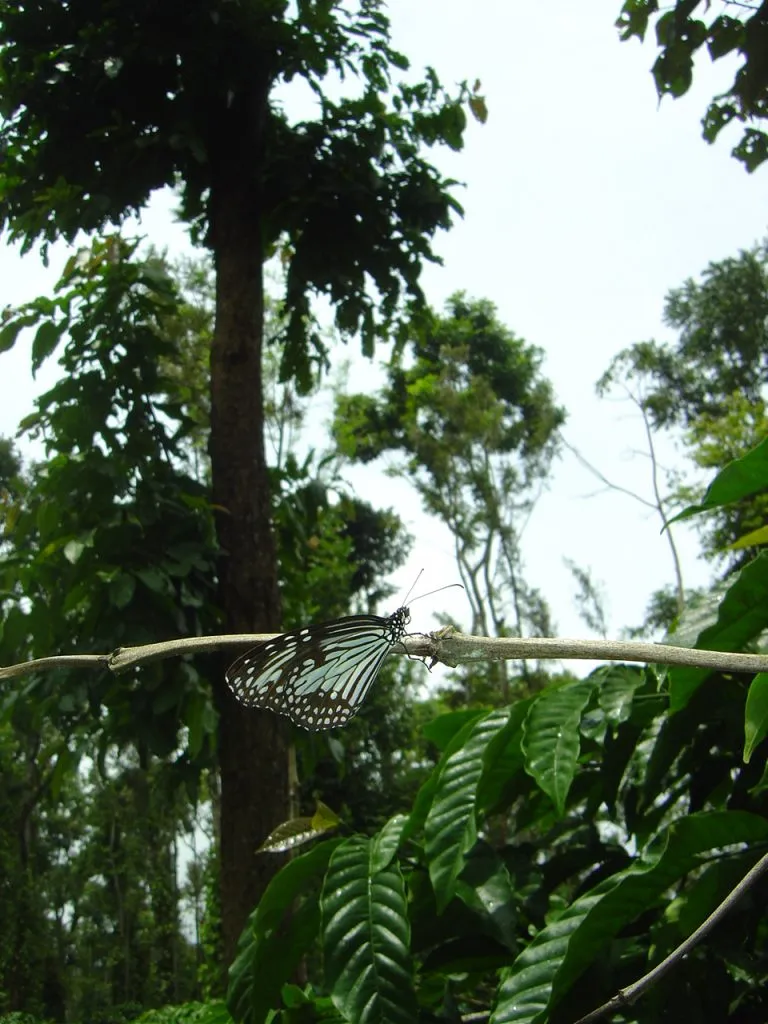 butterfly-74_3082755532_o