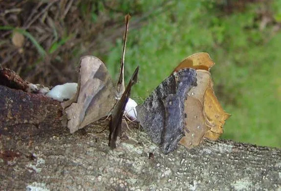 butterfly-75_3082766106_o