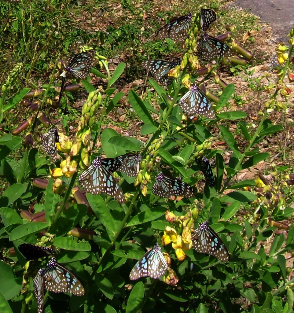 butterfly-77_3082766894_o