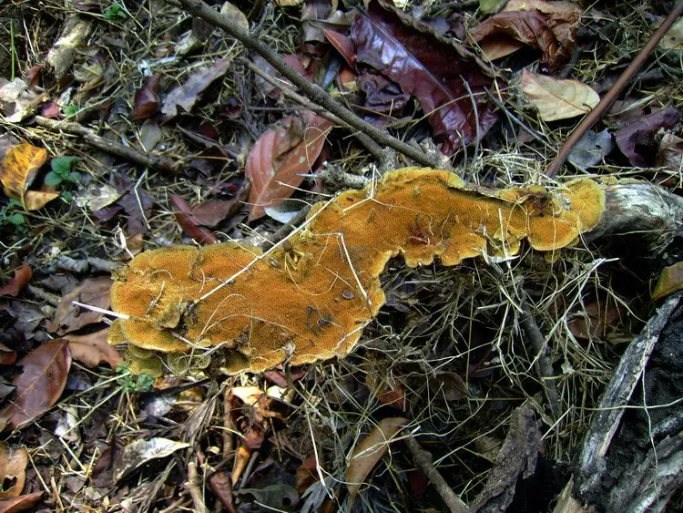 cellulose-decomposers-slide-10_3316311079_o
