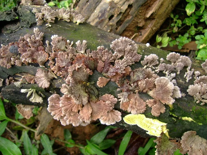 cellulose-decomposers-slide-13_3316309807_o