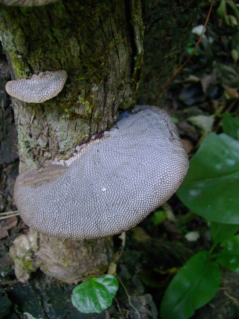 cellulose-decomposers-slide-14_3316310613_o