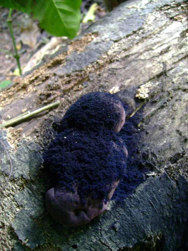 cellulose-decomposers-slide-16_3317137294_o