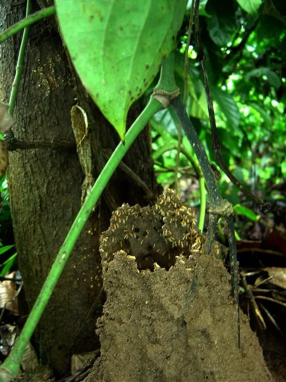 cellulose-decomposers-slide-17_3317135098_o