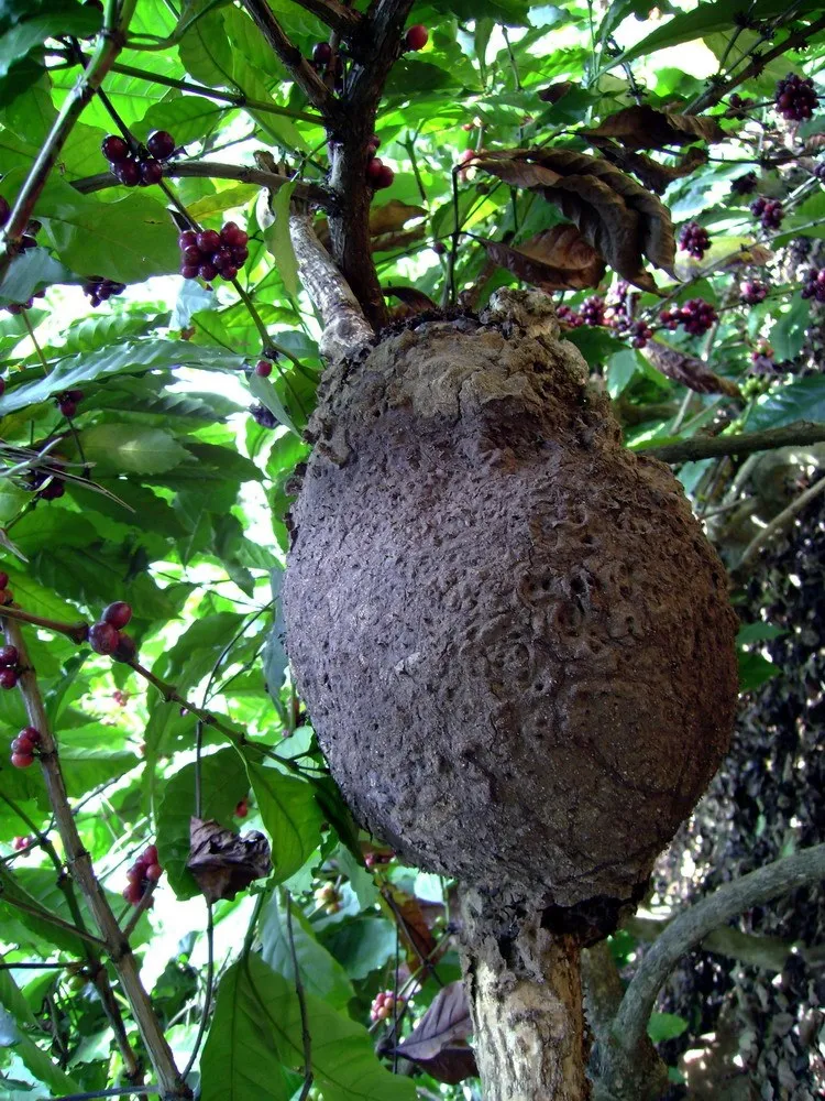 cellulose-decomposers-slide-18_3316309213_o