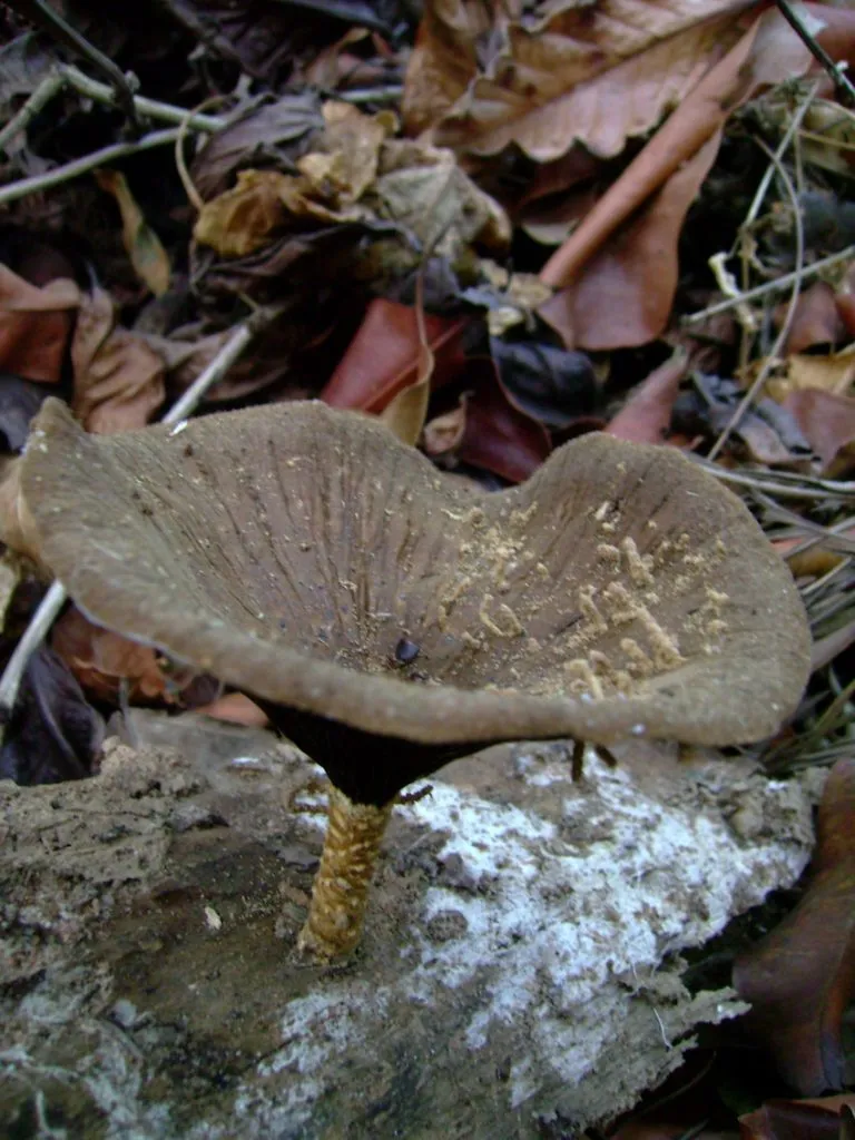 cellulose-decomposers-slide-19_3317136082_o