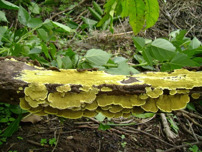 cellulose-decomposers-slide-2_3316309949_o