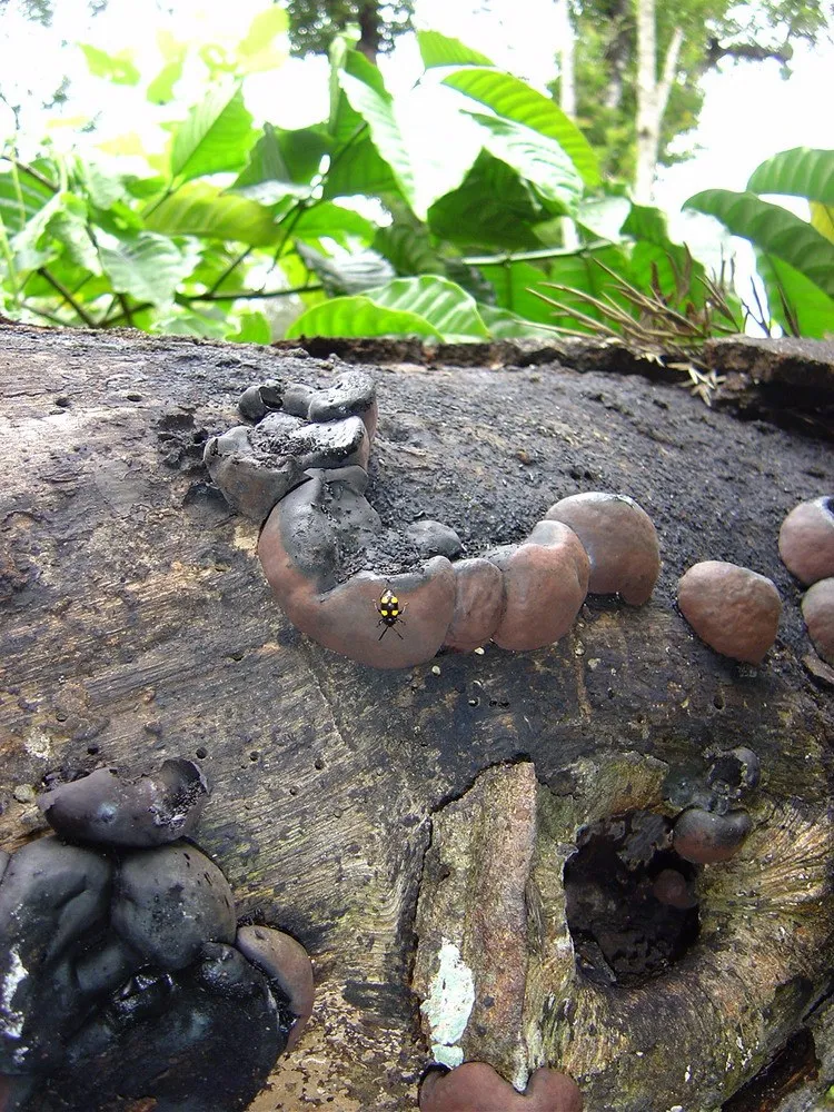 cellulose-decomposers-slide-3_3316308865_o