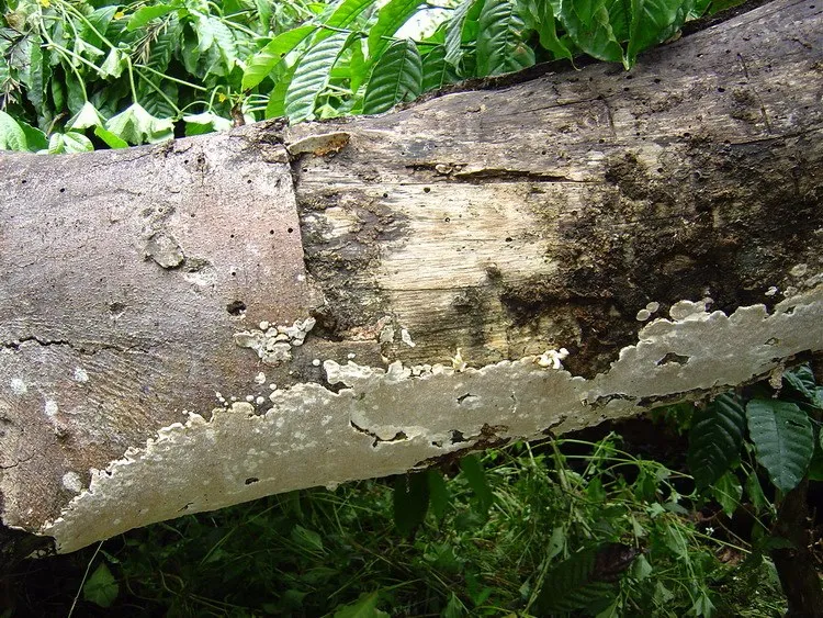 cellulose-decomposers-slide-4_3316308699_o