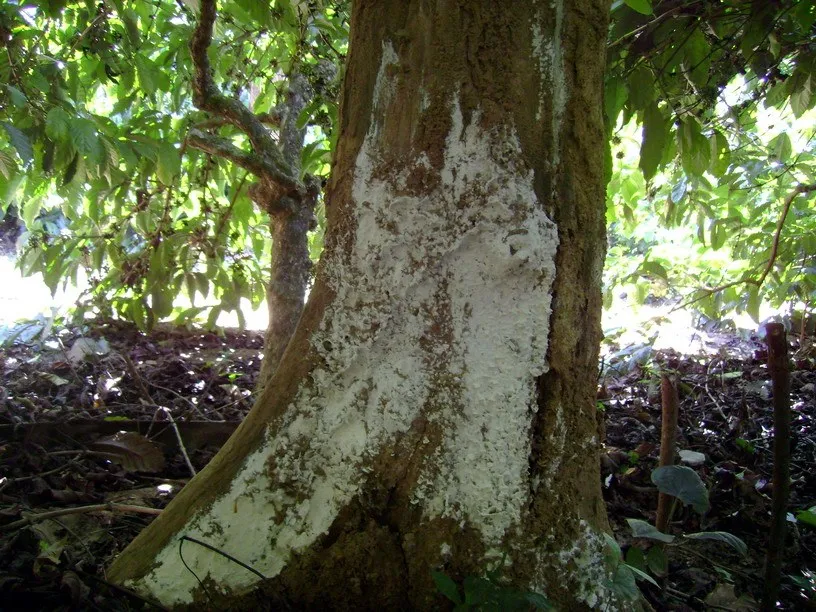 cellulose-decomposers-slide-5_3317136632_o