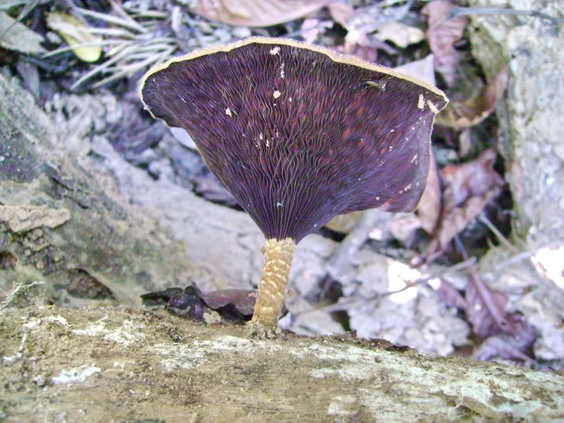 cellulose-decomposers-slide-6_3316309351_o