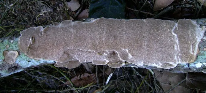 cellulose-decomposers-slide-7_3316310845_o