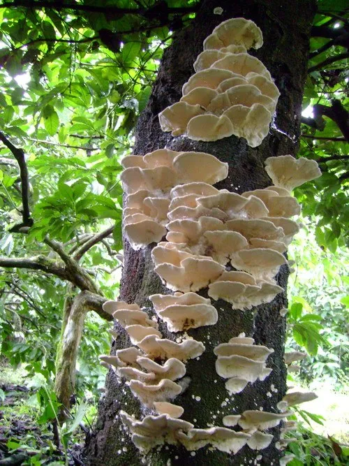 cellulose-decomposers-slide-8_3317137450_o