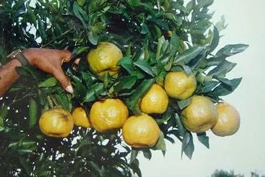 citrus2006slide-6