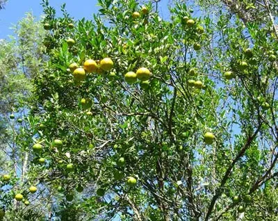 citrus2006slide-7