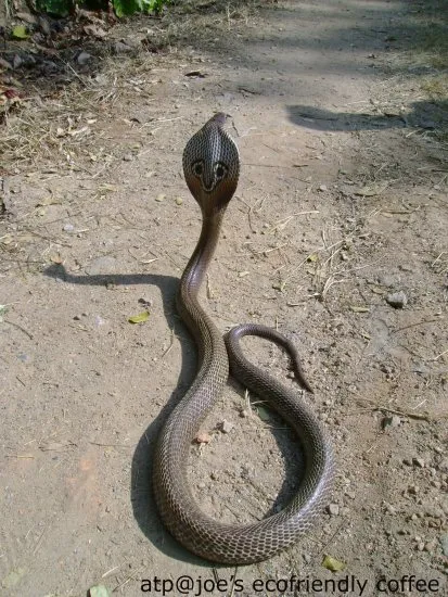 cobra-26