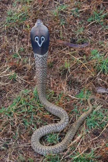 cobra-27