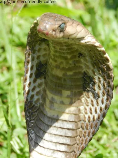 cobra-33
