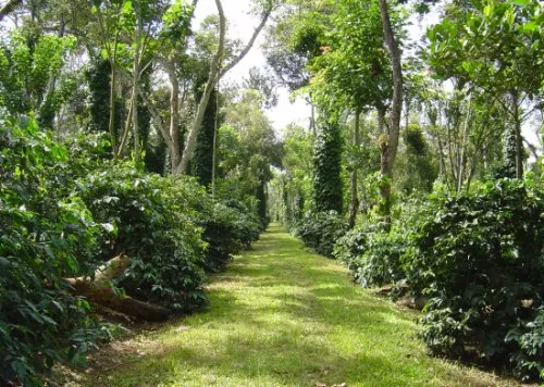 coffee-forest-india
