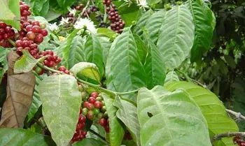 coffee_berries