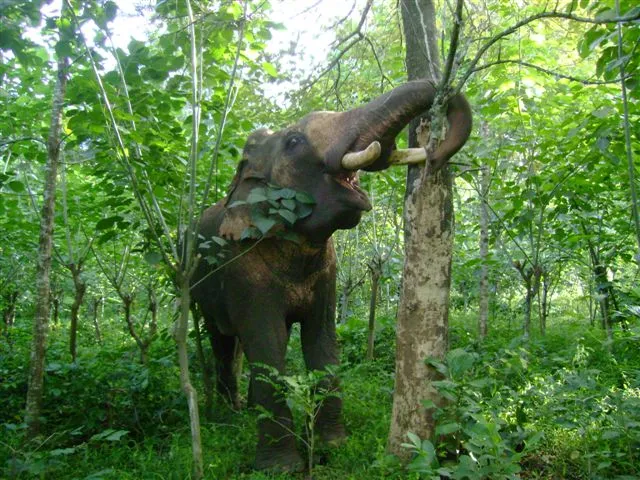 elephant-and-tree_2625130280_o