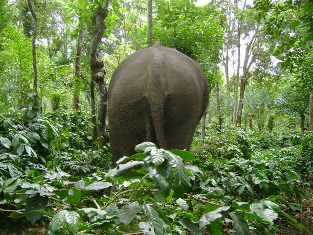 elephant-backside_2625130560_o