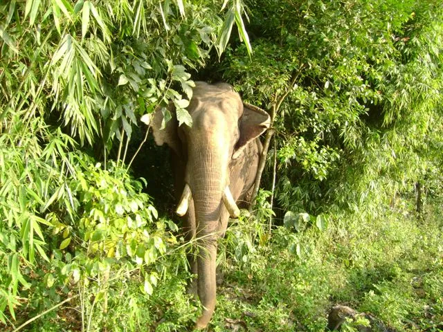 elephant-coffee-forest_2625130400_o