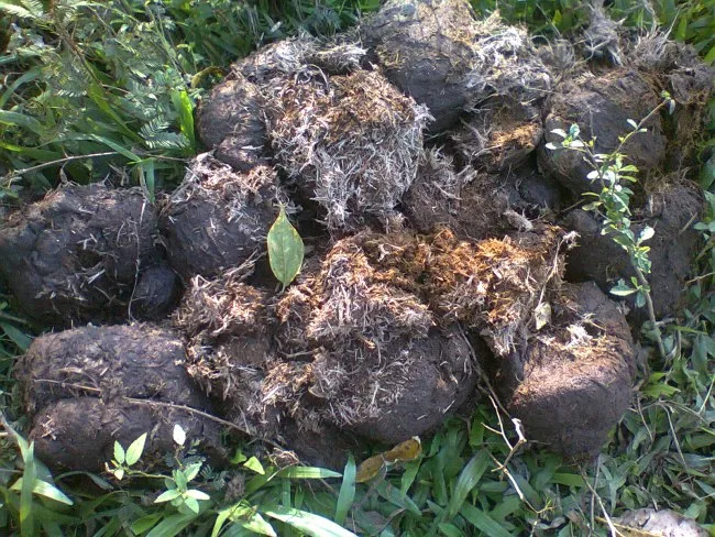 elephant-dung-farm