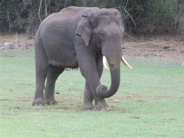 elephant-walking_2627236307_o