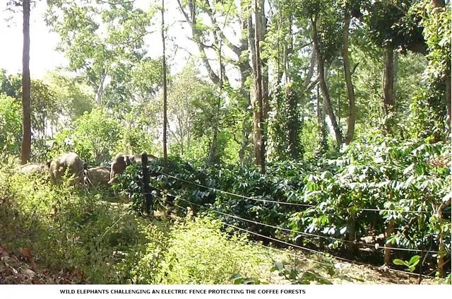 elephants-and-electric-fence_2625131016_o