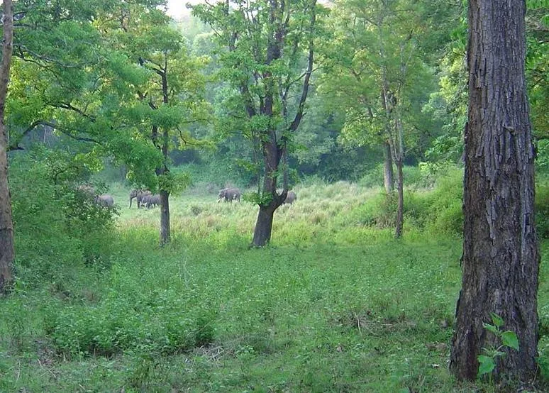 elephants_2625130832_o