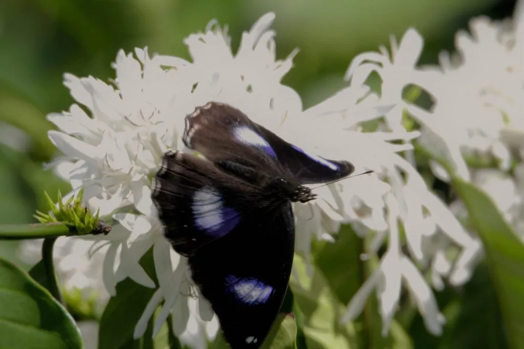 face butterfly pollination