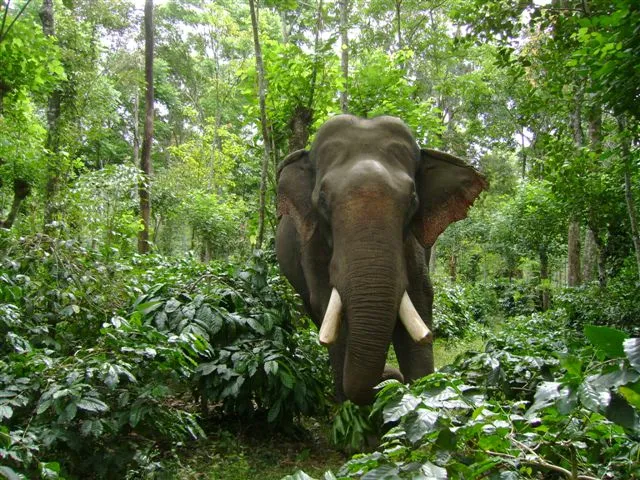 facing-an-elephant_2625130738_o