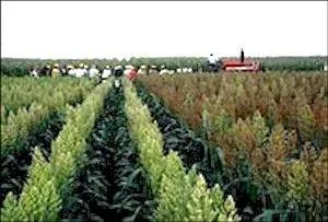 Tanzania coffee farm