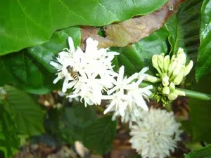 flower_development300
